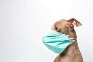 VeterinarioaDomicilio-Leishmaniosis-perro-protegido